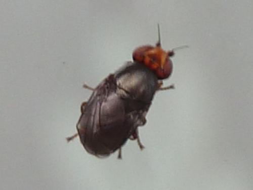 Réf. 210 117 : Camarota curvipennis